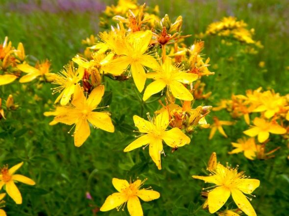 st john's wort