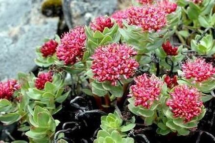 Rhodiola Pink to prepare the elevation of tincture power
